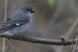 Plumbeous Seedeater