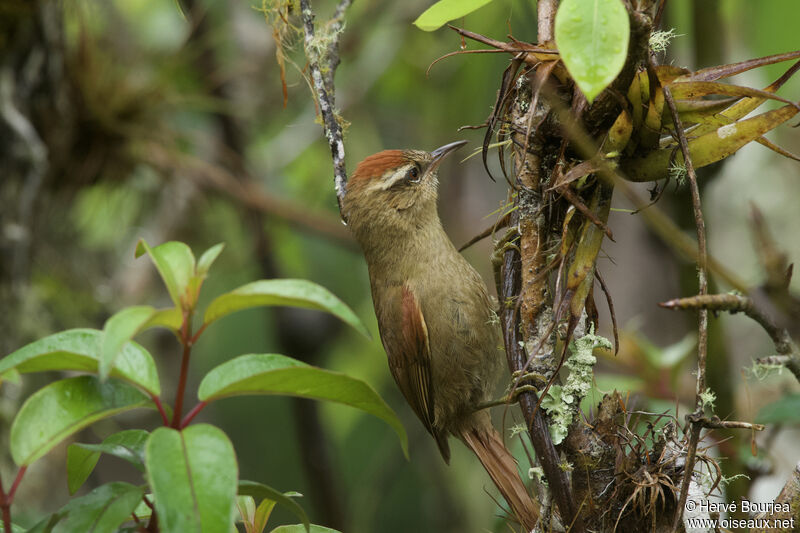 Pallid Spinetailadult, close-up portrait