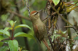 Pallid Spinetail