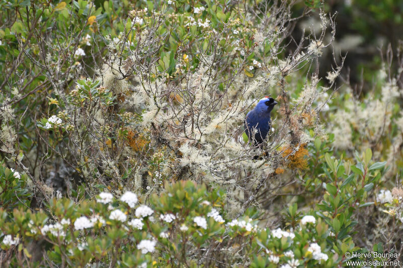 Tangara à diadème mâle adulte, habitat