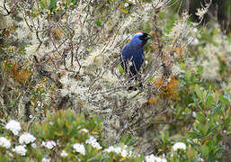 Diademed Tanager