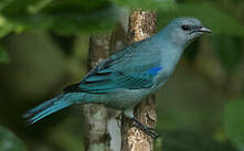 Tangara à épaulettes bleues