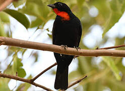 Scarlet-throated Tanager