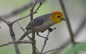 Orange-headed Tanager