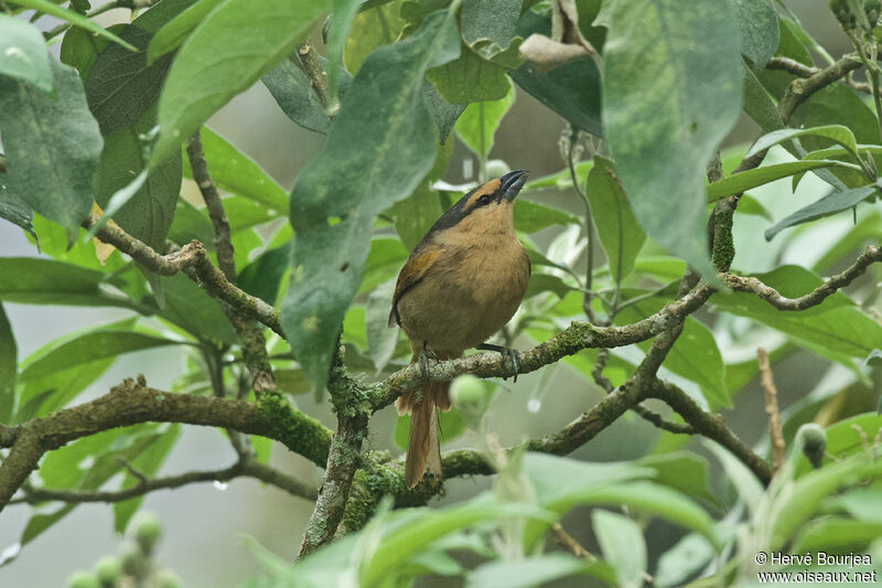 Tangara brunadulte, identification, composition, pêche/chasse