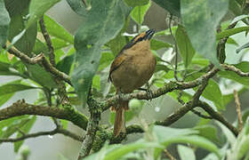 Brown Tanager