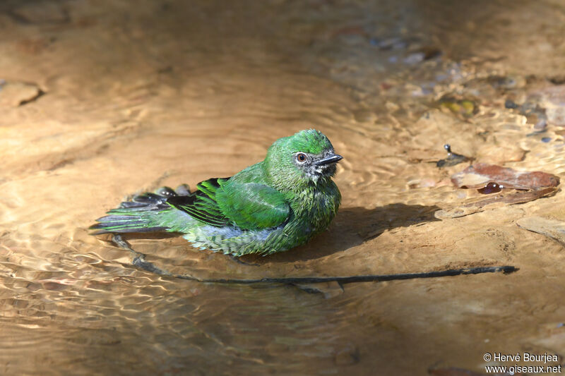 Tersine hirondelle femelle adulte, portrait, soins, Comportement