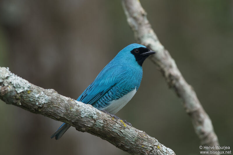 Tersine hirondelle mâle adulte, portrait, composition