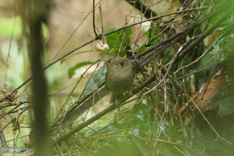 Todirostre à poitrine bruneadulte, habitat