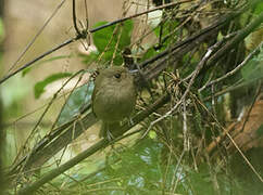 Brown-breasted Bamboo Tyrant