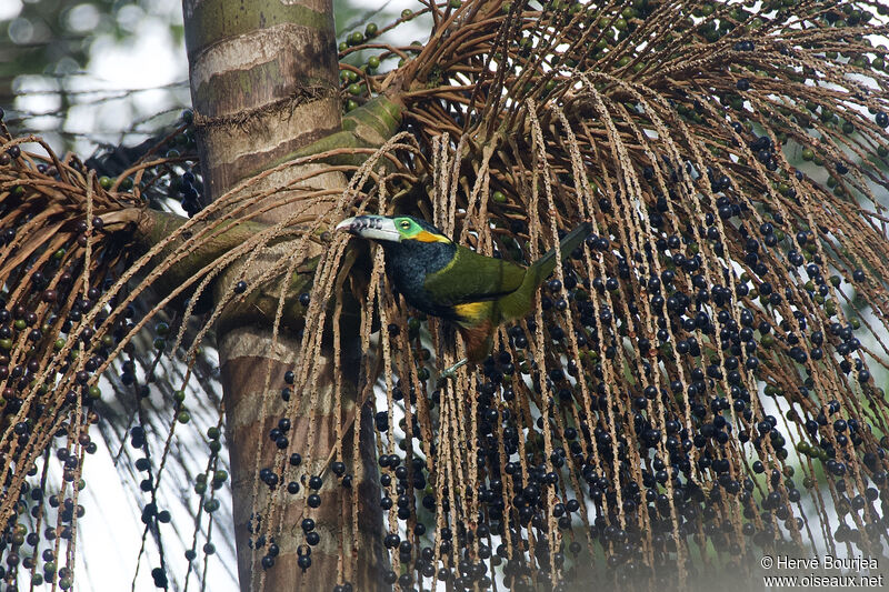 Spot-billed Toucanet male adult, habitat, eats