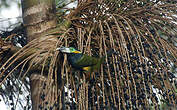 Toucanet à bec tacheté