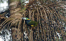 Toucanet à bec tacheté