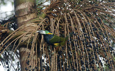 Toucanet à bec tacheté