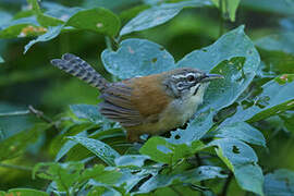 Moustached Wren