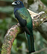 Trogon à queue blanche