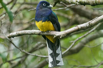 Trogon à queue blanche