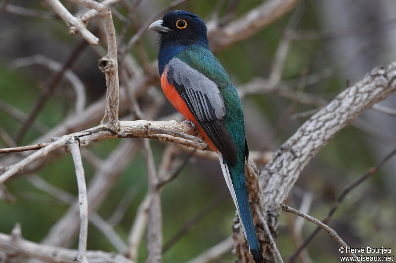 Trogon couroucou mâle adulte, portrait, composition, pigmentation