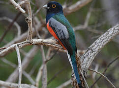 Blue-crowned Trogon