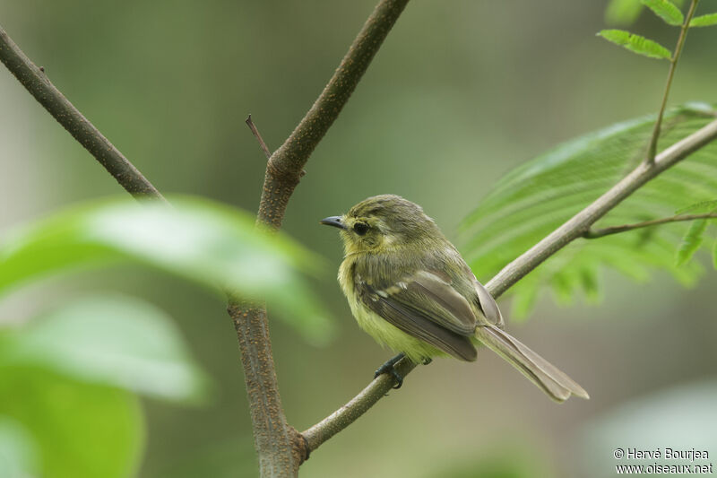 Tyranneau flavéoleadulte, portrait, composition