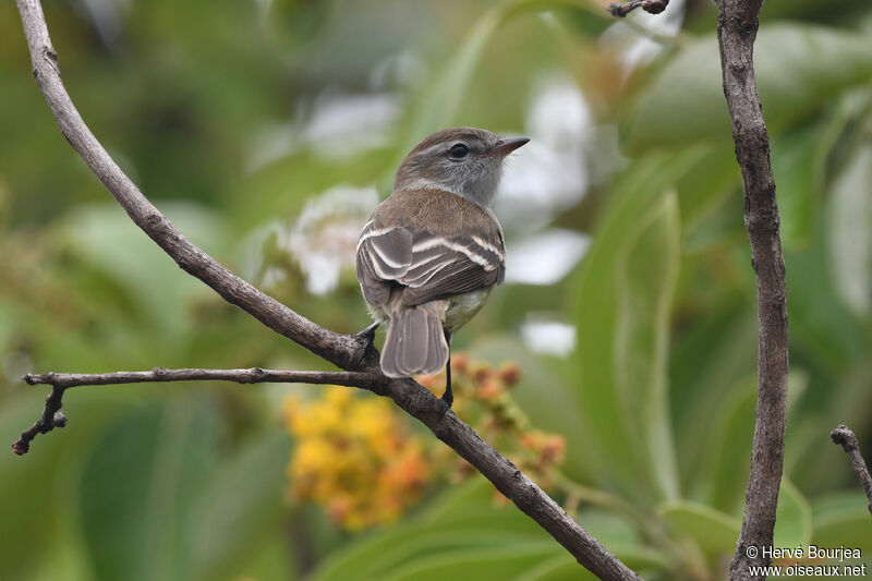 Tyranneau sourisadulte, habitat