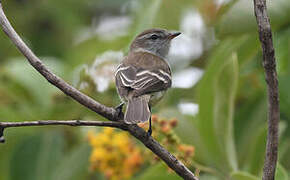 Southern Mouse-colored Tyrannulet