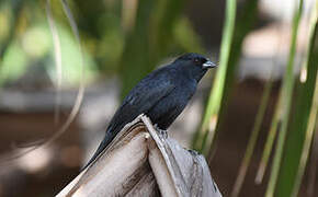 Screaming Cowbird