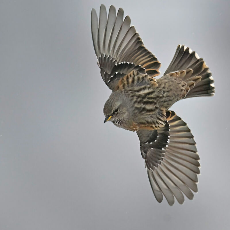 Alpine Accentoradult, Flight