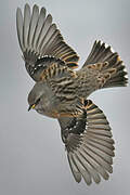 Alpine Accentor