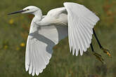 Aigrette garzette