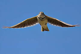 Calandra Lark