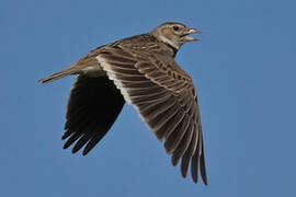 Calandra Lark