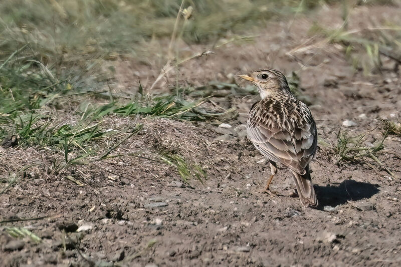 Alouette calandrelleadulte, identification