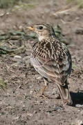 Greater Short-toed Lark