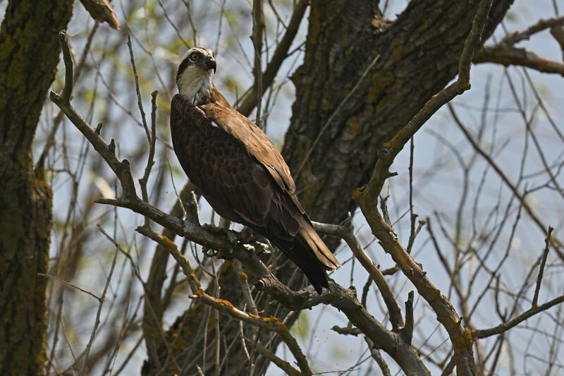 Balbuzard pêcheuradulte, identification