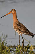 Black-tailed Godwit