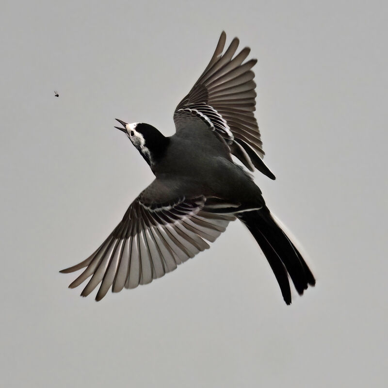 White Wagtail male adult breeding, Flight, feeding habits, fishing/hunting