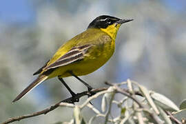 Western Yellow Wagtail