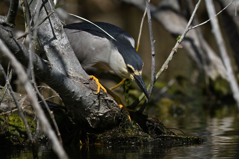 Bihoreau grisadulte nuptial, identification, pêche/chasse