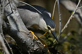 Black-crowned Night Heron