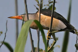 Little Bittern