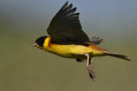 Black-headed Bunting