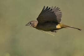 Black-headed Bunting