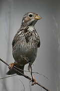 Corn Bunting