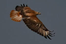 Long-legged Buzzard