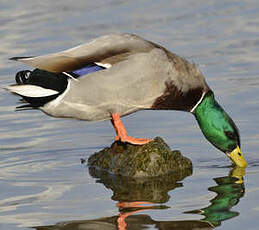 Canard colvert