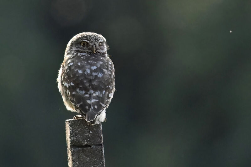 Little Owladult, identification