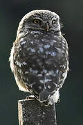 Little Owl