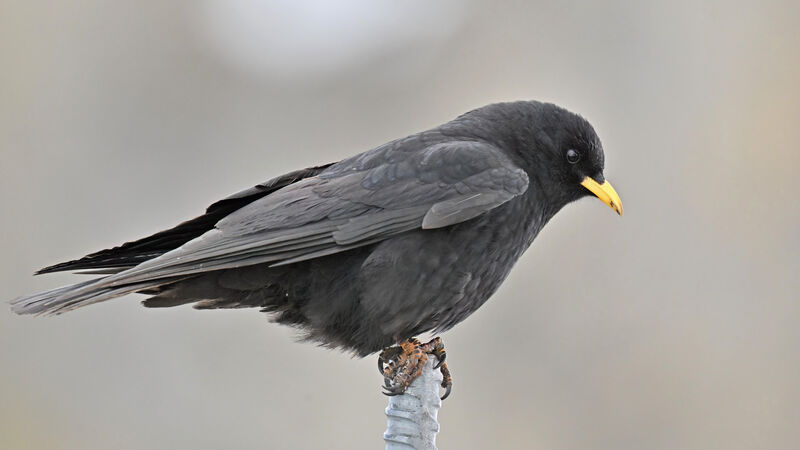 Alpine ChoughSecond year, identification