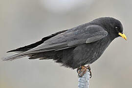 Alpine Chough